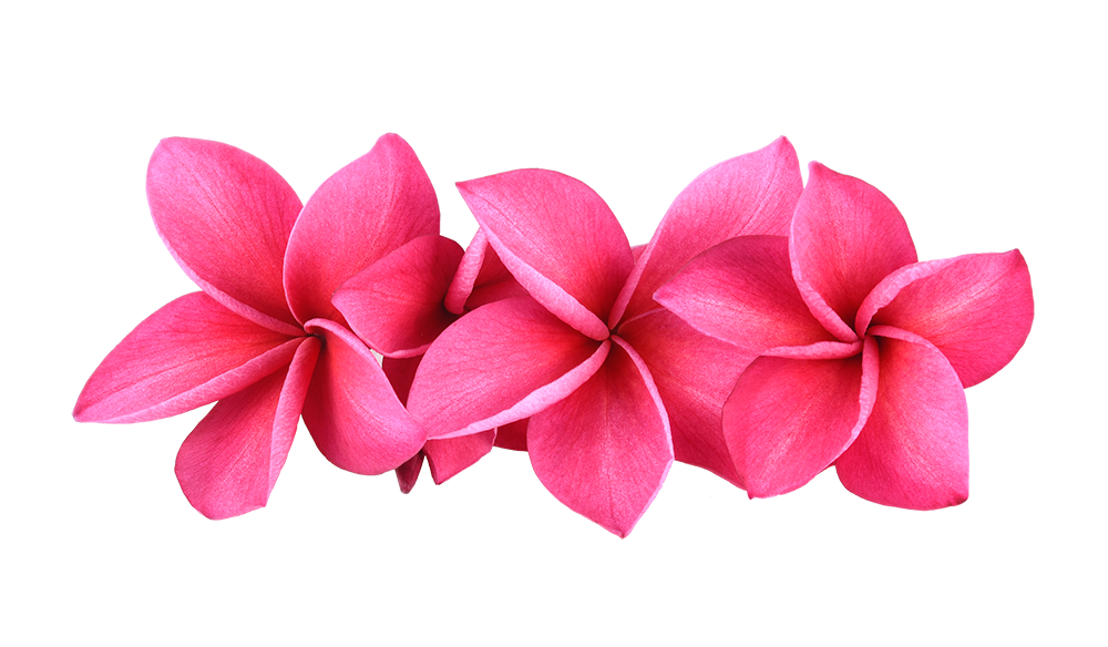 pink-frangipani-flowers-isolated-white-background-min